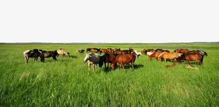 内蒙古景区呼伦贝尔草原免抠