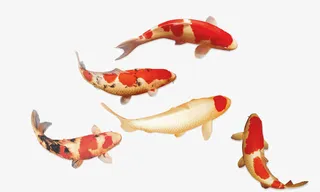 红色花斑锦鲤免抠