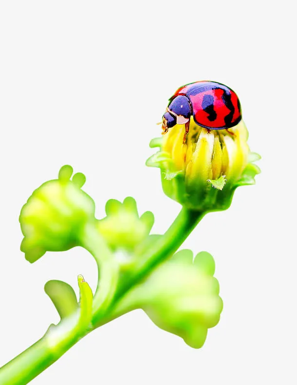 花朵上的瓢虫免抠