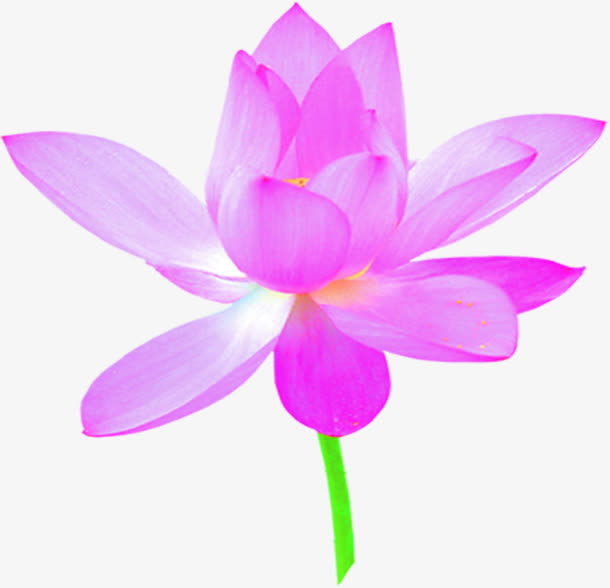 紫色春天荷花美景手绘免抠