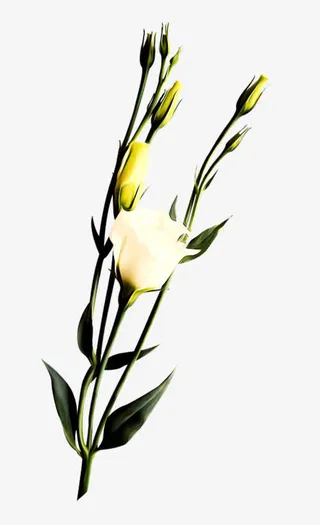 白色玫瑰花支免抠