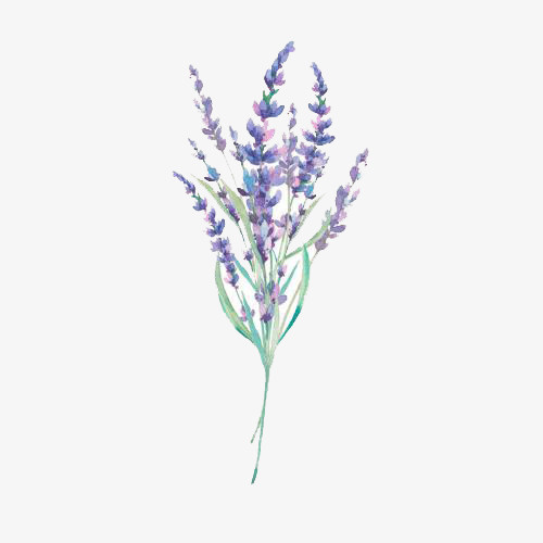 一束紫罗兰免抠