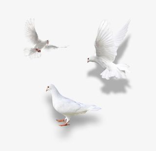 白色的鸽子免抠