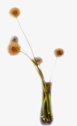 鲜花花卉线描花草免抠