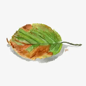 水彩枯叶免抠