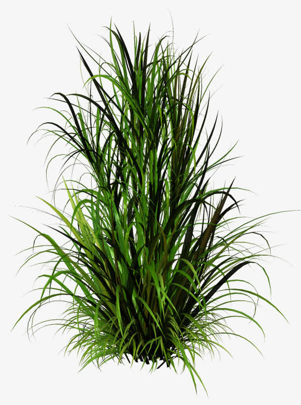 春天草坪装饰免抠动植物植物元素