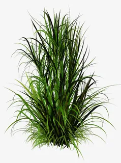 春天草坪装饰免抠动植物植物元素 春天草坪装饰免抠动植物植物元素