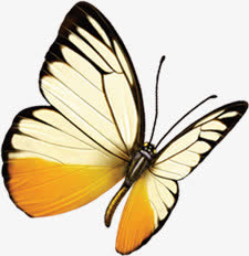 春天黄色纹理蝴蝶装饰免抠装饰动物元素