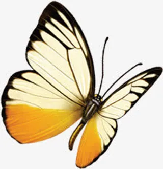 春天黄色纹理蝴蝶装饰免抠装饰动物元素