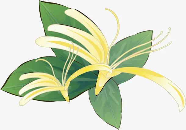 金银花免抠