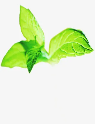 绿色时尚清新树叶春天梦幻免抠