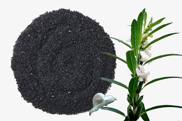 实物纯黑芝麻免抠