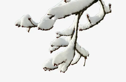 雪压枯枝免抠 雪压枯枝免抠
