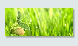 发芽清新背景高清