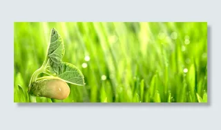 发芽清新背景高清