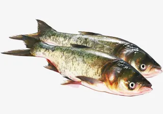 2条新鲜的活鱼免抠