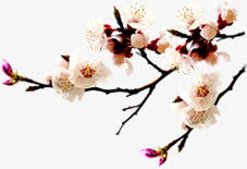 梅花冬日装饰唯美免抠