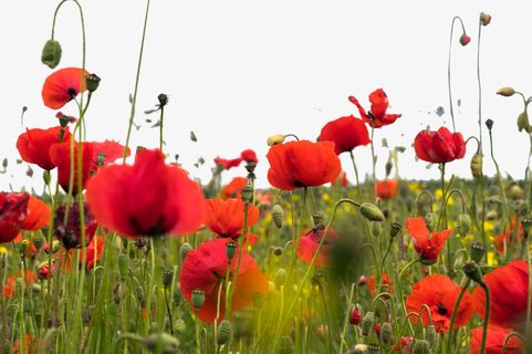 春天山上美丽的鲜花免抠背景摄影风景元素