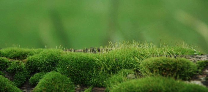 绿色苔藓草地背景高清