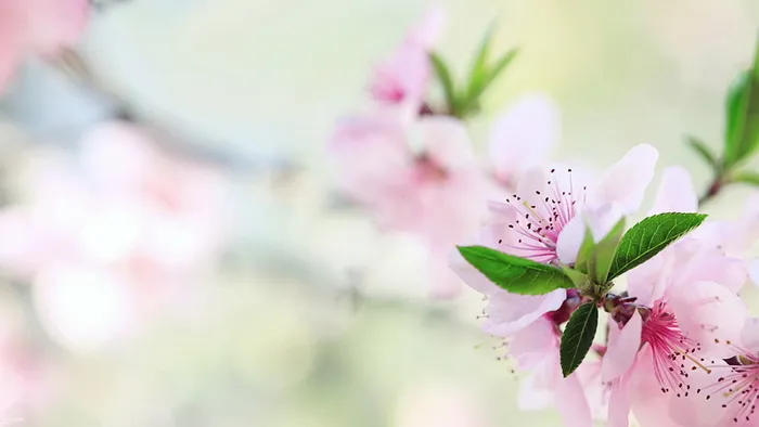 春天绿叶桃花高清