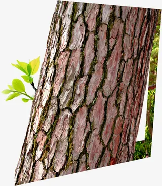 春天树皮斑驳纹理免抠