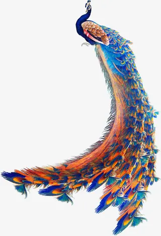 手绘蓝色羽毛孔雀免抠