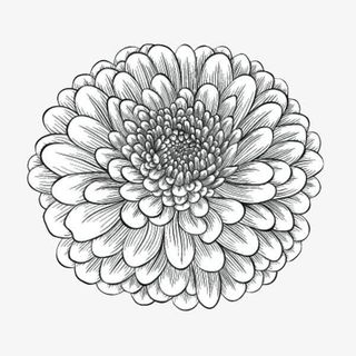 手绘线描重瓣菊花免抠
