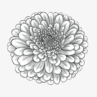 手绘线描重瓣菊花免抠
