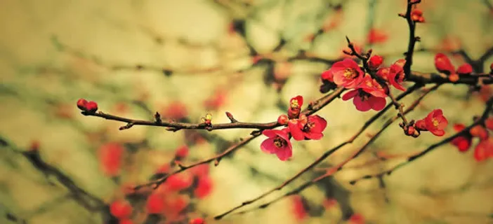 梅花开时免抠 梅花开时免抠