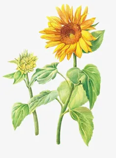 手绘花卉免抠 手绘花卉免抠