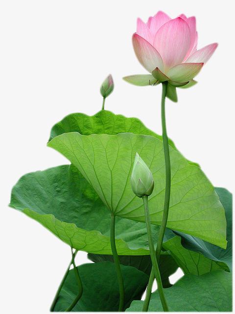 莲花免抠