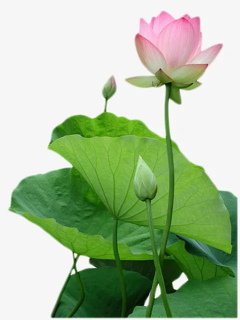 莲花免抠