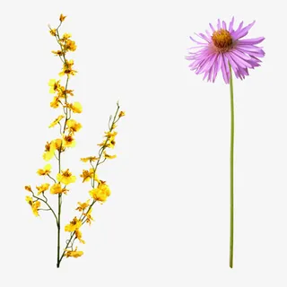 花枝花草黄花 菊花免抠