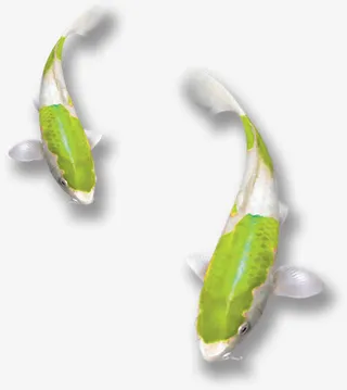 绿色游动锦鲤端午免抠