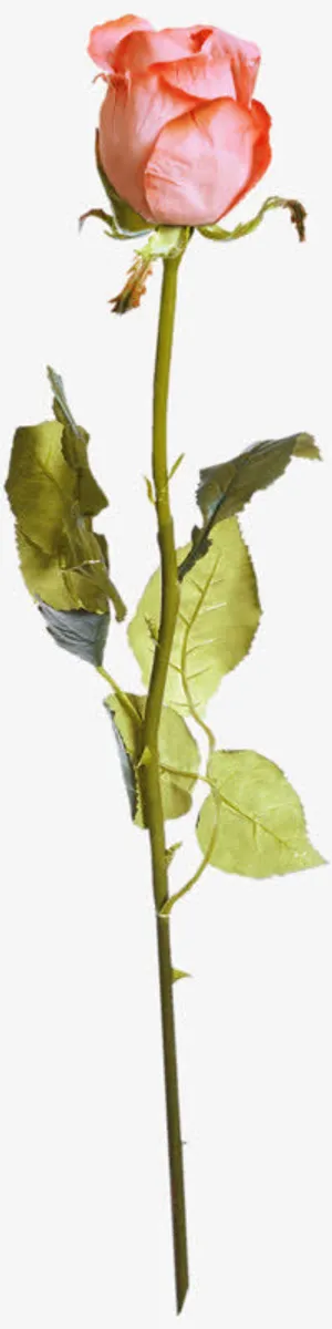 带刺的玫瑰免抠