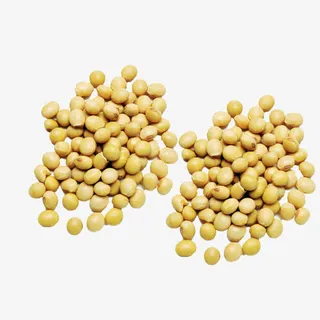 大豆黄豆免抠
