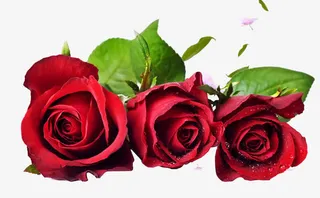 红色盛开玫瑰花免抠