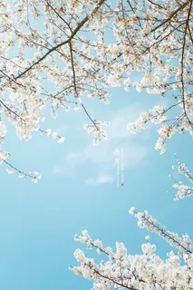 高清摄影创意合成效果桃花开放免抠 高清摄影创意合成效果桃花开放免抠
