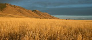 大气秋季稻田背景高清
