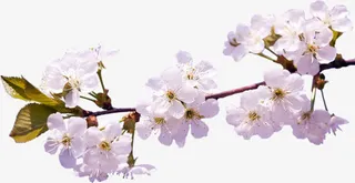 白色花朵花枝桃花花枝免抠