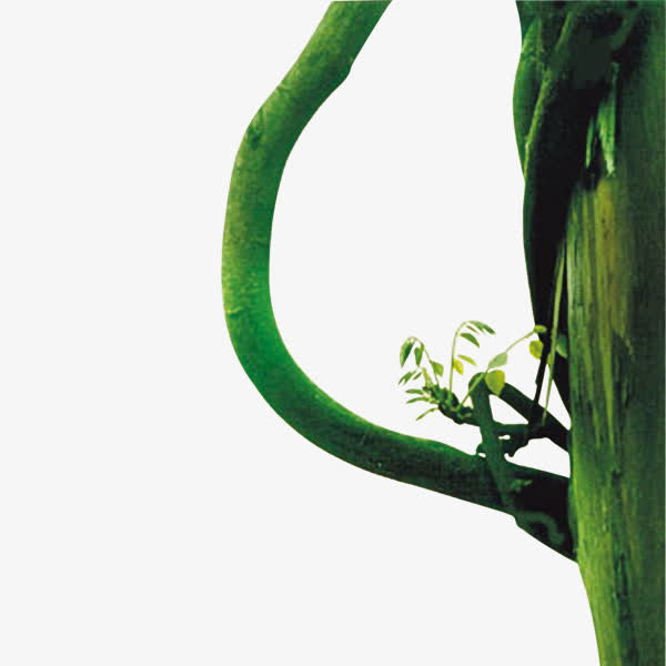树干免抠