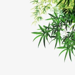 绿色树叶竹叶免抠