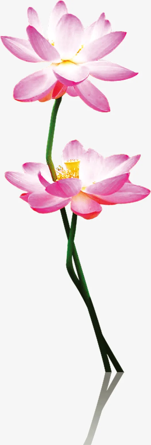 水彩画盛开的水莲花免抠