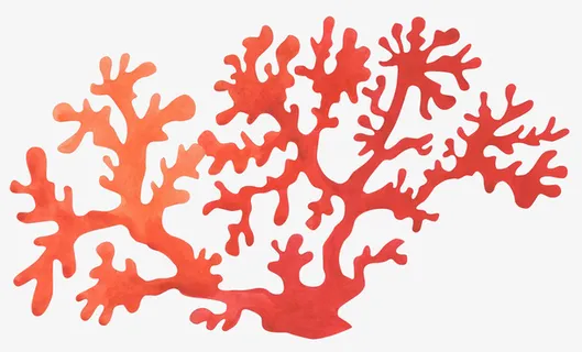 美丽的红色珊瑚礁免抠