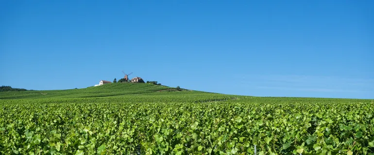 蓝色葡萄园背景高清