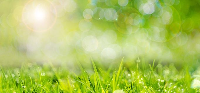 生机勃勃的小草背景高清