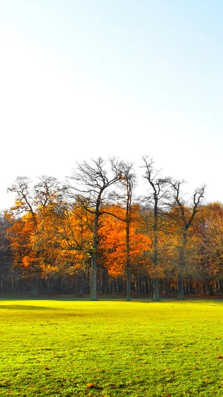 秋天唯美手机H5背景高清