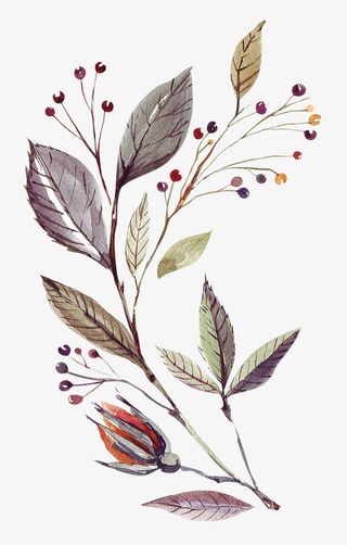 彩色手绘的植物树叶免抠