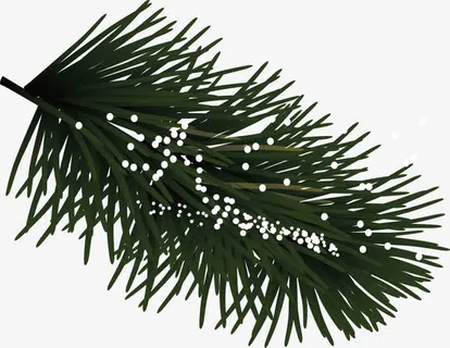 矢量手绘松树枝免抠
