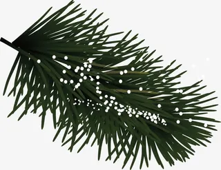 矢量手绘松树枝免抠